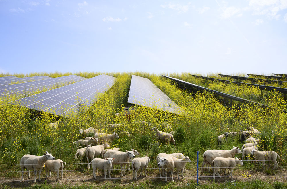Solceller på en gård med får